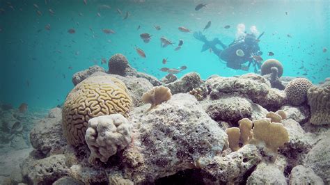 bonaire webcam|Coral Reef Underwater Cam